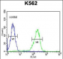 CLIC6 Antibody (Center)